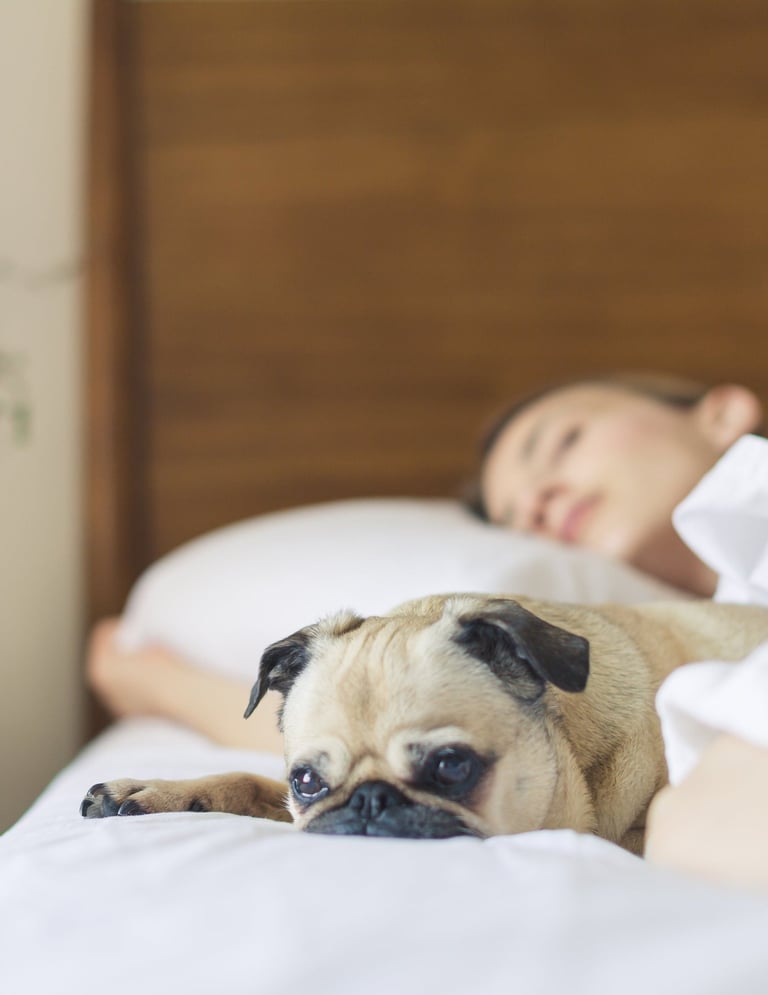 A cute fawn pug dog lying on a bed next to its sleeping owner in a bright, cozy bedroom.