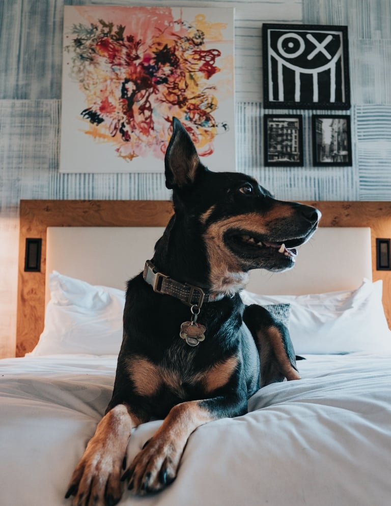A black and tan dog sits on a white bed in a modern pet-friendly hotel room with wall art.