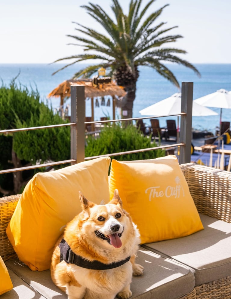 Happy Corgi dog relaxing on a wicker sofa at a dog-friendly beach resort patio with ocean views.
