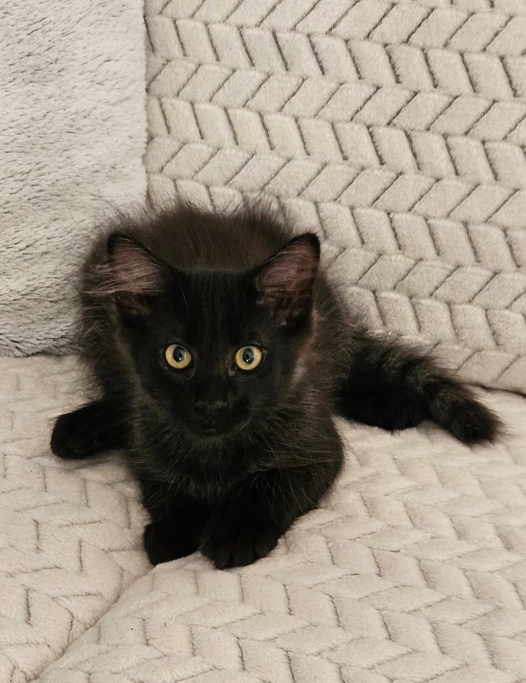 Adoption chaton ALOE-1