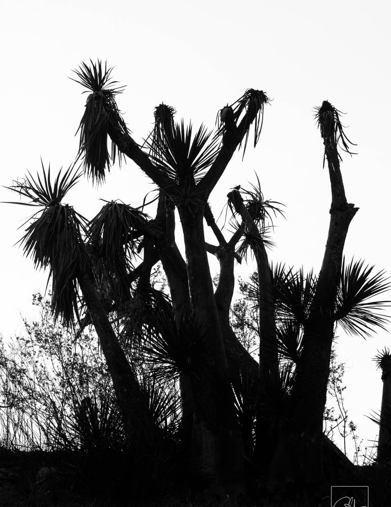 yucca haikus