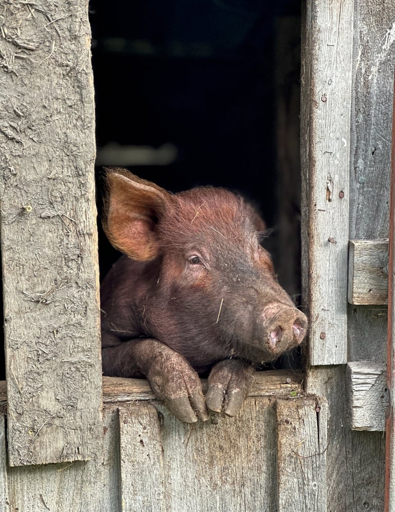 a friendly pig