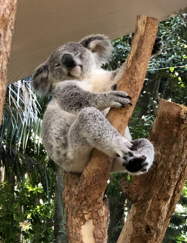 Koala in Sydney, Australia :)