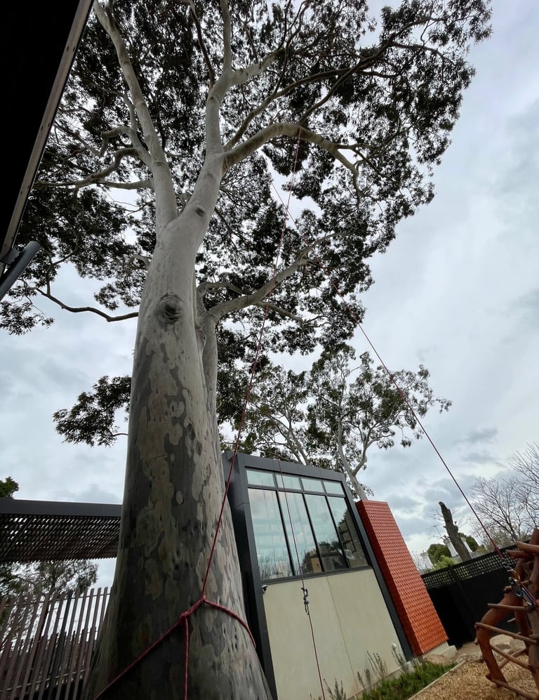 Large Corymbia tree at a school