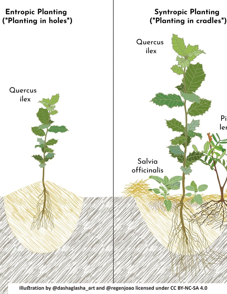 agrossilvicultura-ilustracao-metodos-plantio-dashaglasha