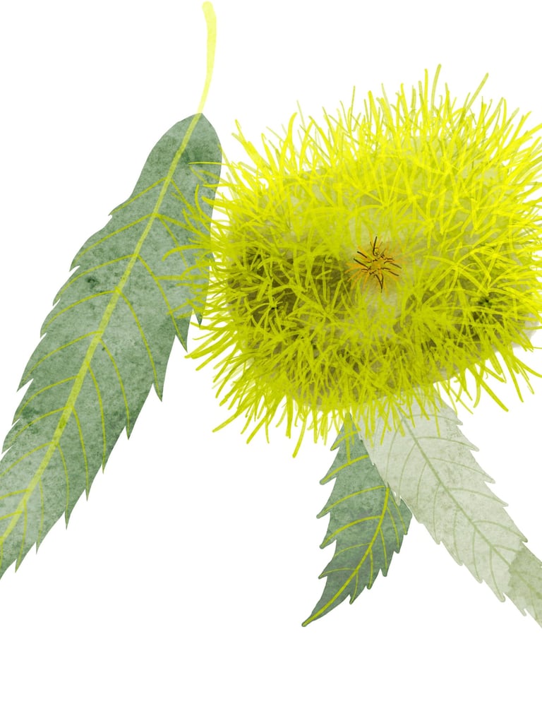 Ilustração botânica de castanha-doce para embalagem sustentável.