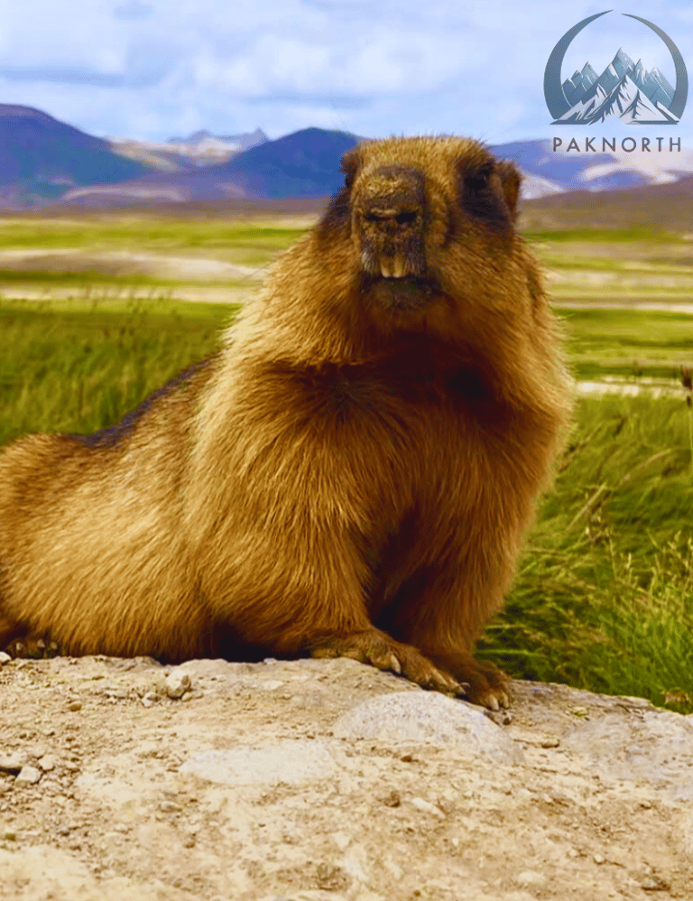 Marmot at deosai national park