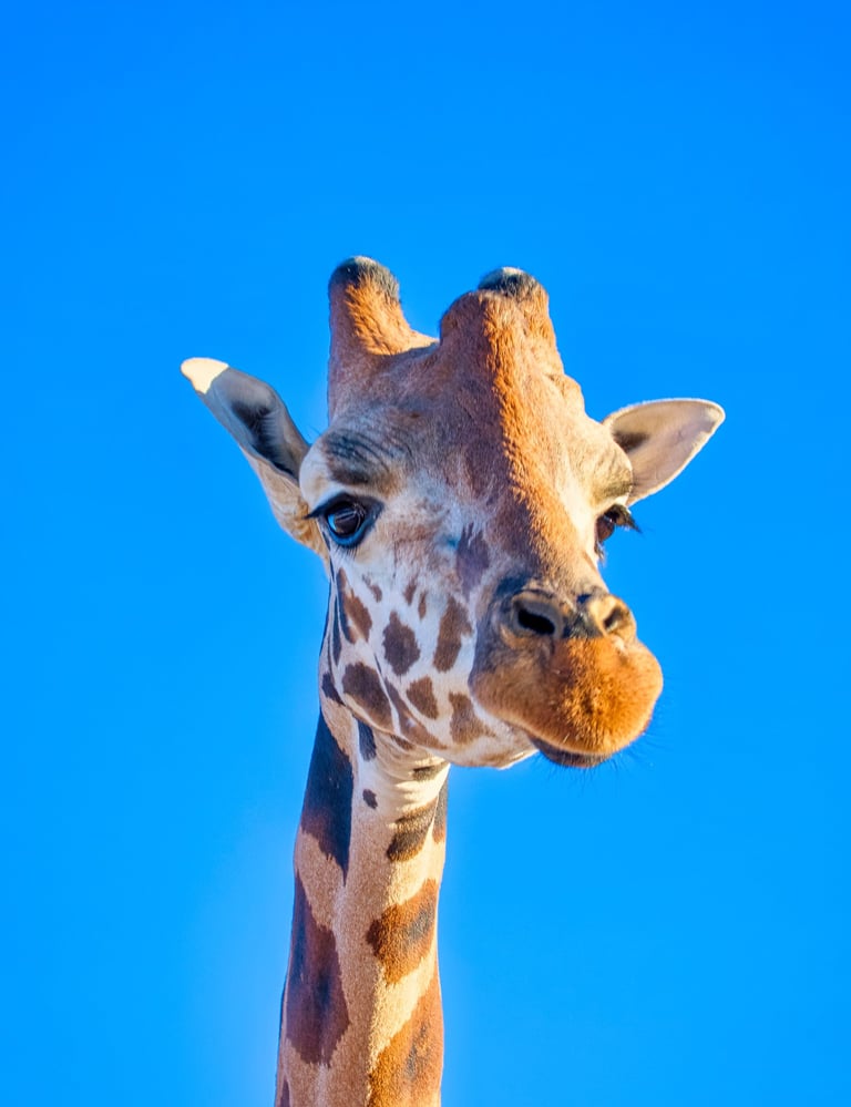 A close-up portrait of a giraffe face and neck against a clear blue sky background.