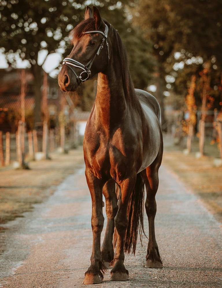 Een paard standfoto zonsondergang 
