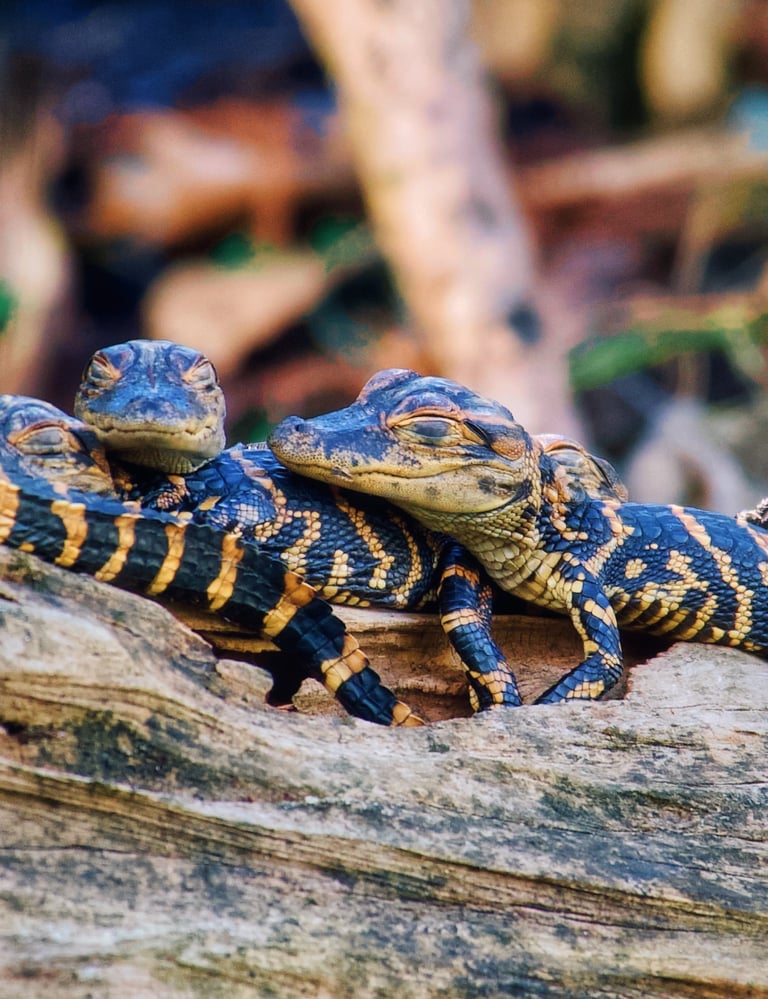 Baby American alligators with black and yellow patterns resting together on a wooden log.