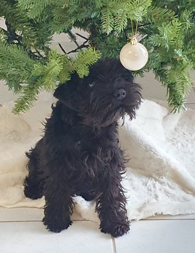 Chiot Schnauzer qui joue un matin de Noël