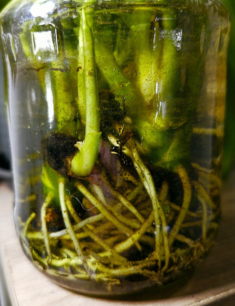 Aglaonema plants rooting in water with seaweed extract rooting hormones