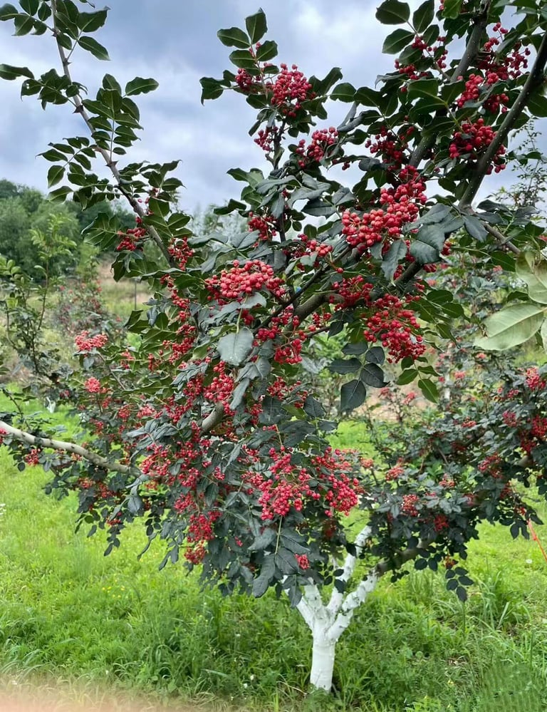 Sichuan Pepper trees