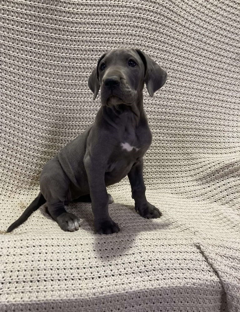 Puppies for Sale 