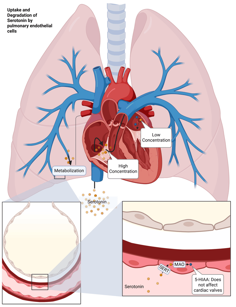 Uptake and Degradation of serotonin by th lung