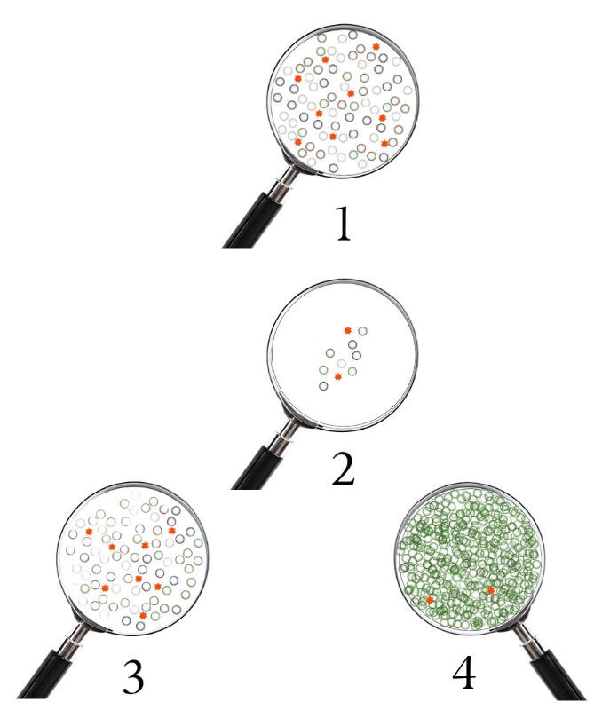 4-stage diagram of competitive exclusion in probiotic cleaning: Gause's Law