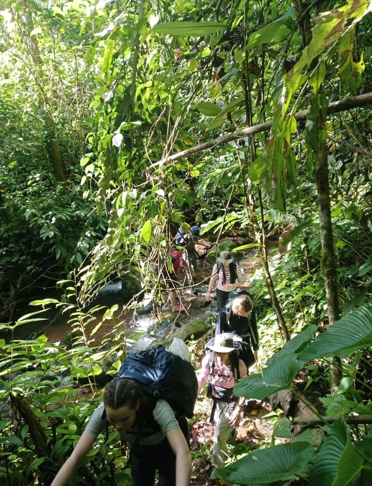 a group of people walking through the jungle
