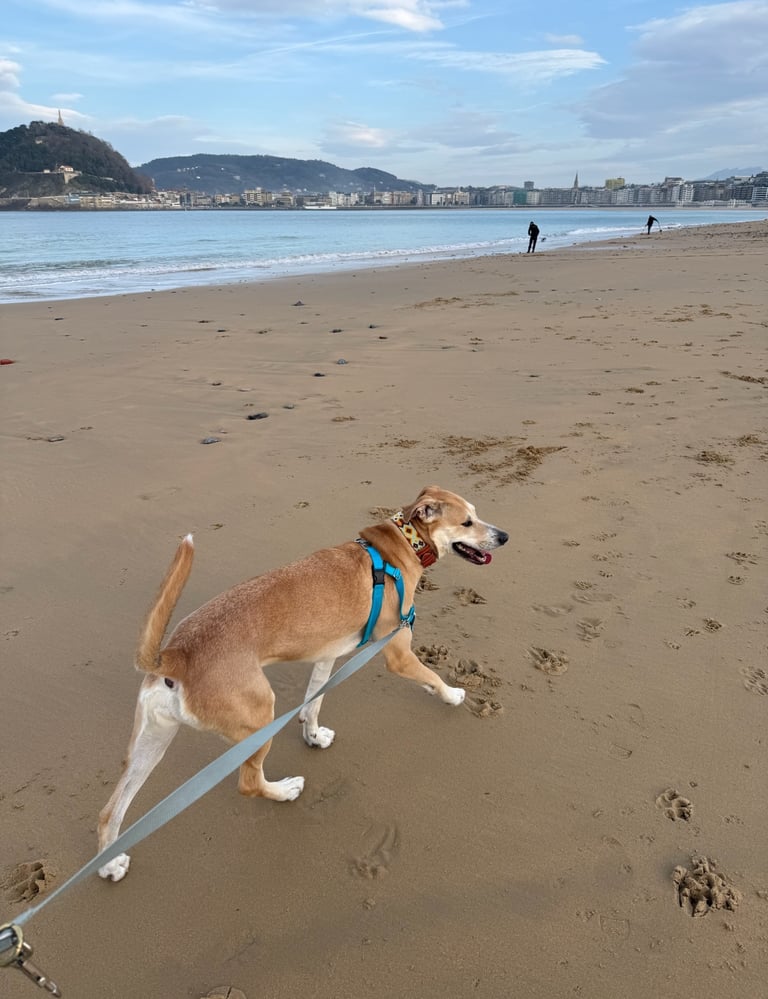 Rescue dog experiencing the ocean for the first time on a beach in San Sebastian, Spain