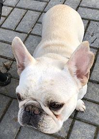 Louie the frenchie hanging out on the patio