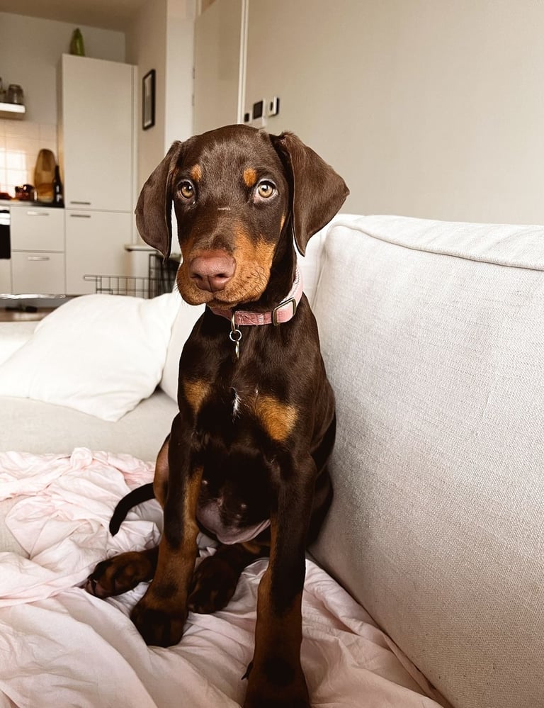 Doberman Puppies for Sale
