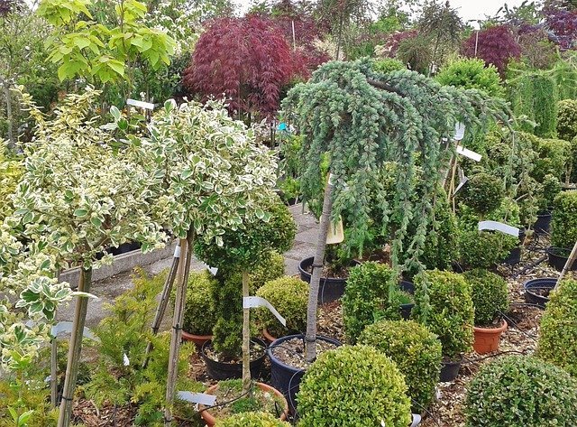 Tuincentrum Bodenstaff. Prachtige bloemen en planten voor grafbeplanting.