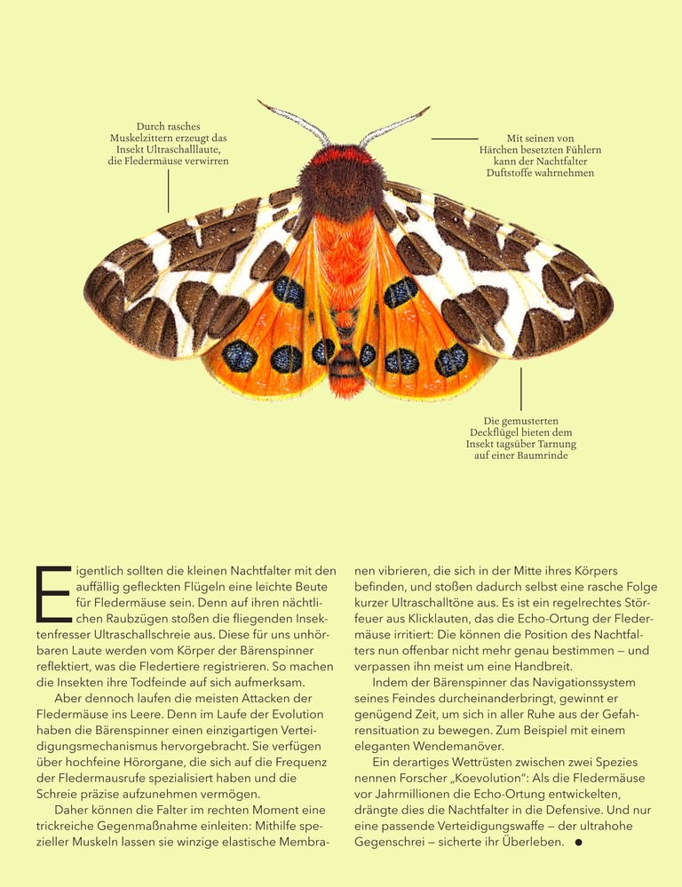 Tiger moth illustration
