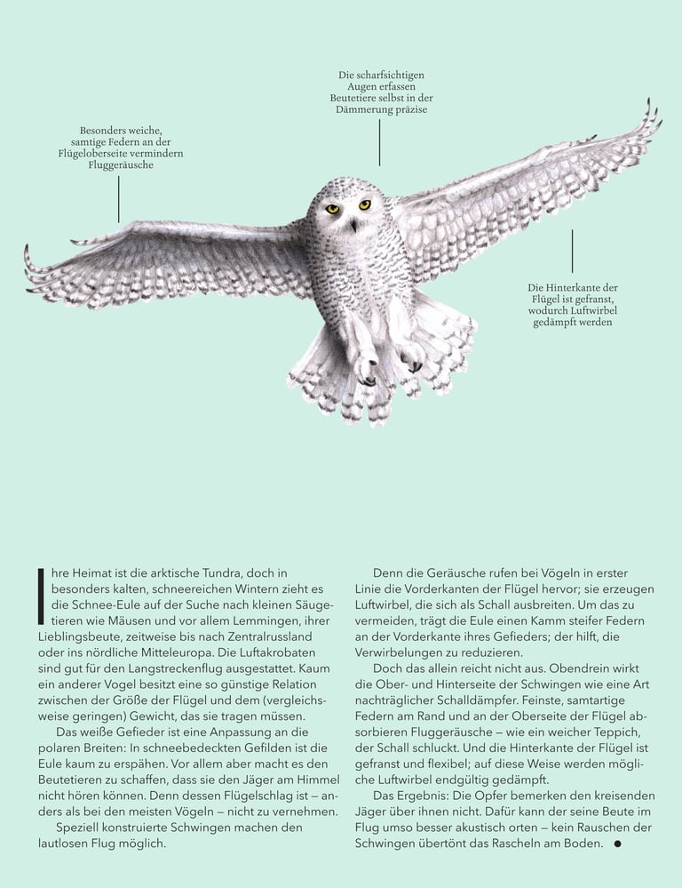 Snow owl illustration