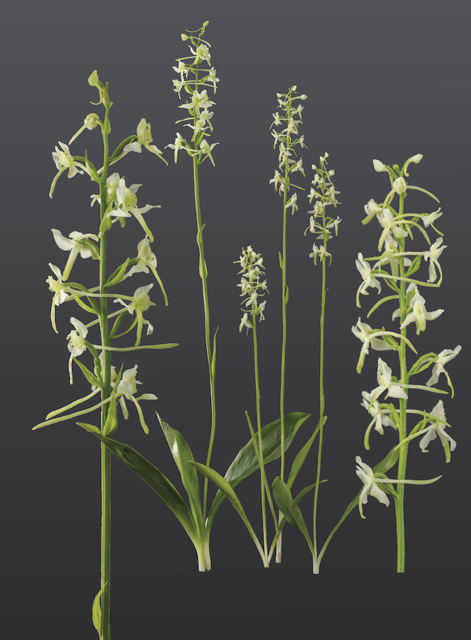 Grünliche Waldhyazinthe (Platanthera chloranta modellbau von sebastian brandt