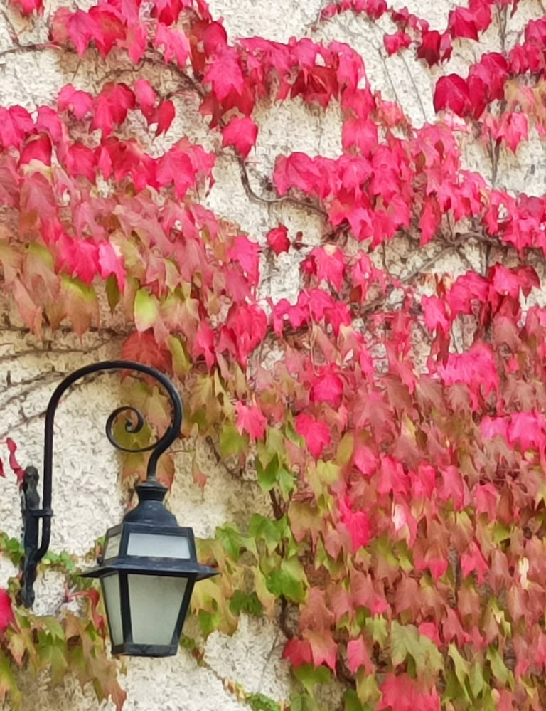 Virginia Creeper