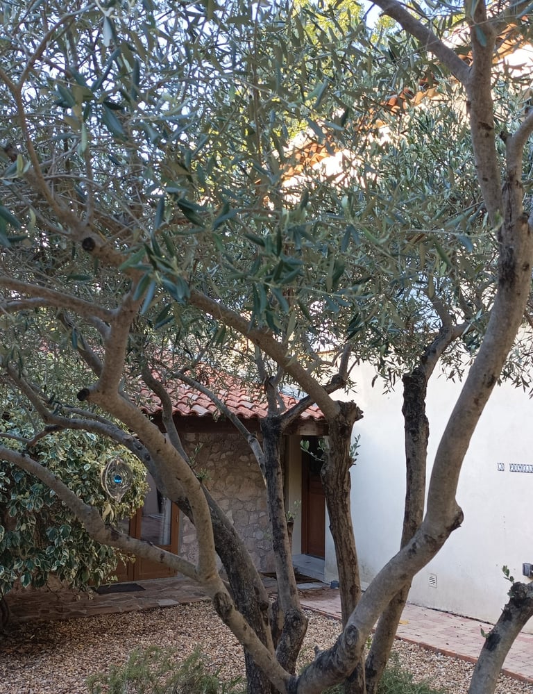 The old Olive Tree