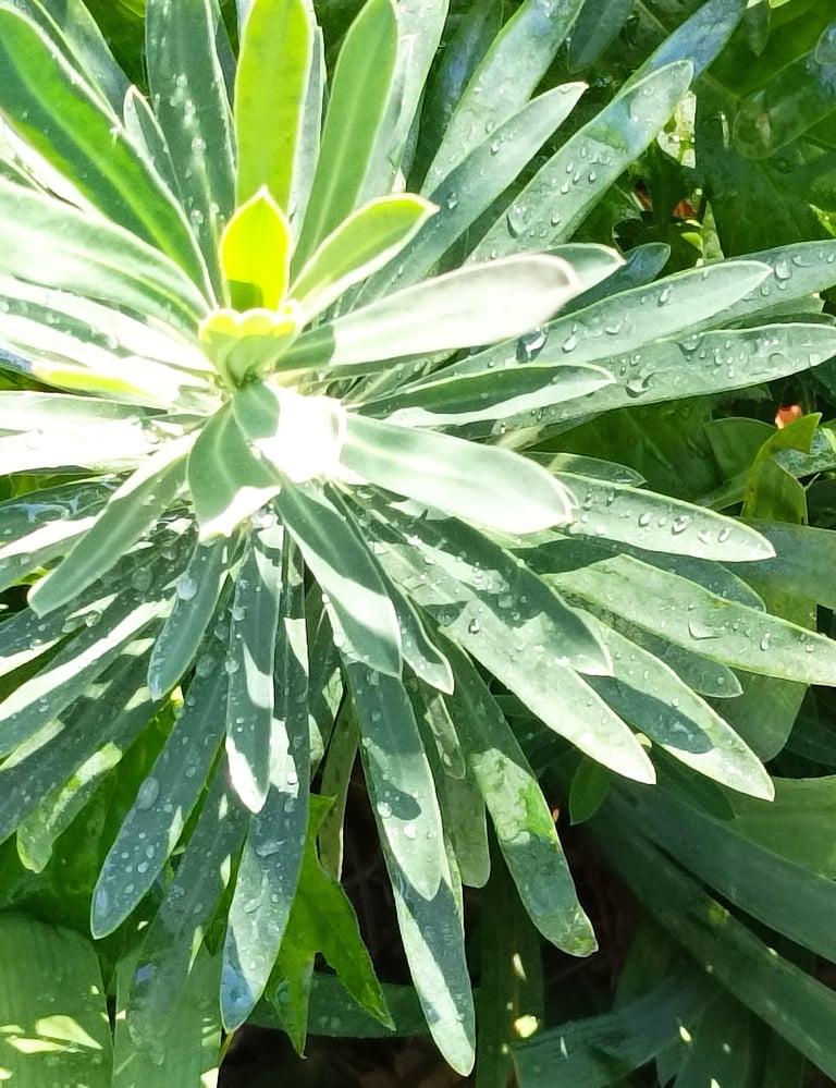 Euphorbia