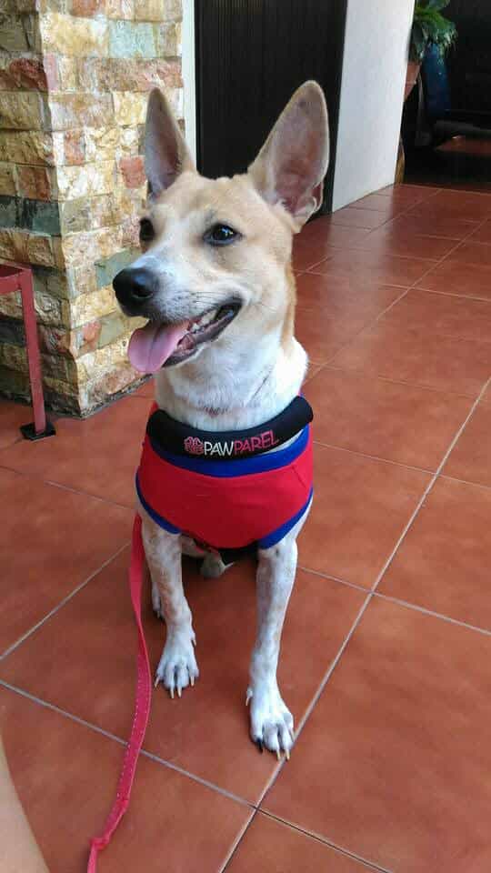 Tutz, after being abandoned and strangled, now posing a handsome look