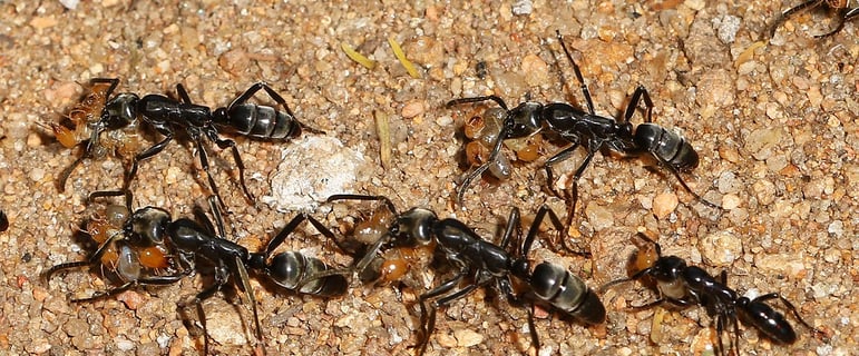 Matabele ants raiding a termite nest. Photo Judy Gallagher