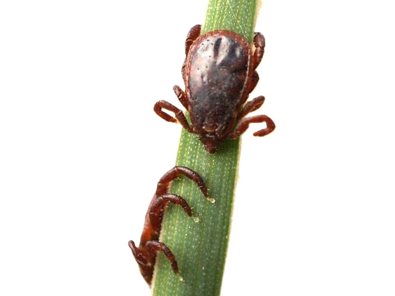 anaplasmose