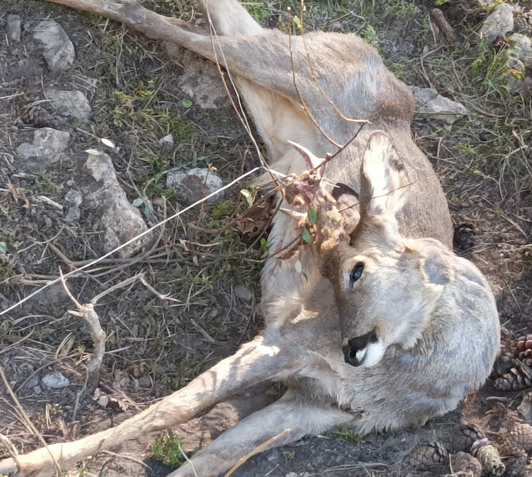 A stag lay dead before us