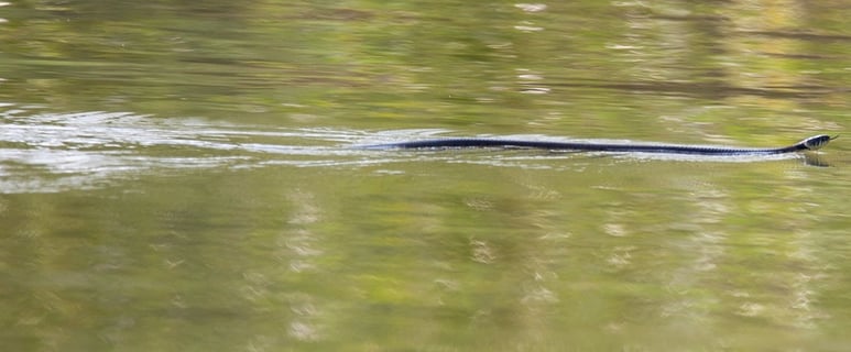 Grass snake swimming.