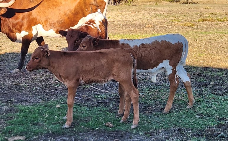 Miniature Texas Longhorn calves