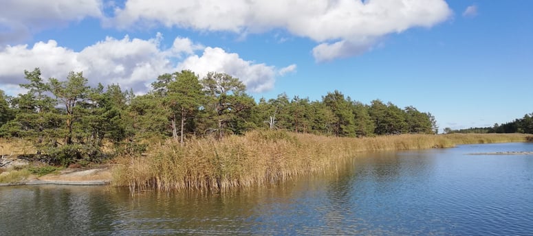 beau paysage de suède, il y a des roseaux, des sapins. parfait pour votre voyage de pêche en suède