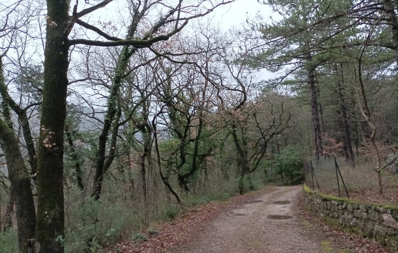 Our woodland walk past our house