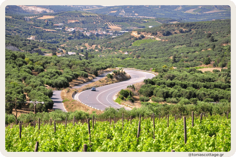 "Scenic car trip on a green Heraklion road, surrounded by olive groves
