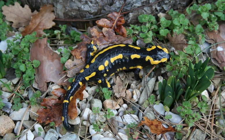 The fire salamander