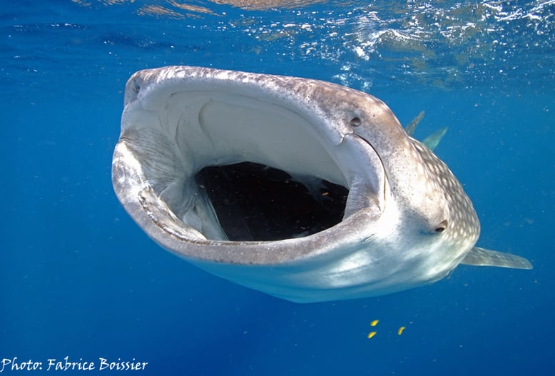 gueule ouvert d'un requin baleine