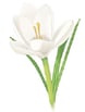 Fleur épice - crocus ou safran