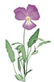 Fleur médicinale - violette