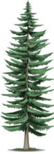 bois tendre - arbre épicia