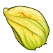 Fleur alimentaire - courgette