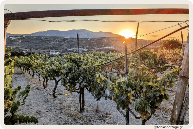 Vineyards in Crete at sunset, with golden light casting over the landscape.