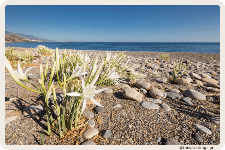 Sea Daffodil: The protected sand lily blooming on a Crete beach, Greece