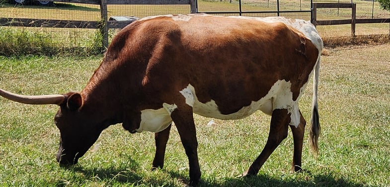 MIniature Texas Long Horn