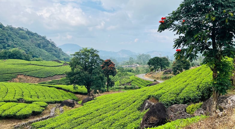 Munnar plantaciones de té